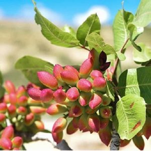 نهال پسته پیوندی اکبری