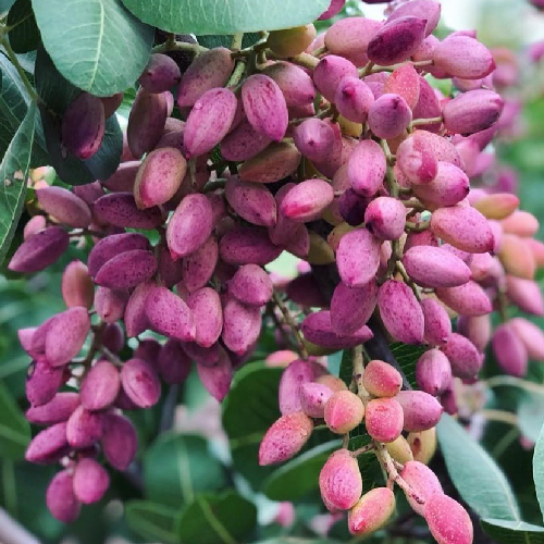 نهال پسته آمریکایی