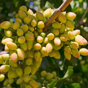 نهال پسته احمد آقایی