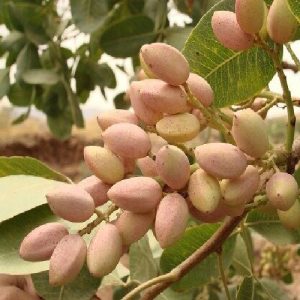 نهال پسته قزوین