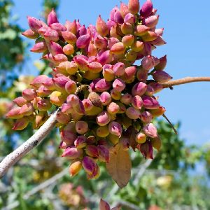 نهال پسته کله قوچی