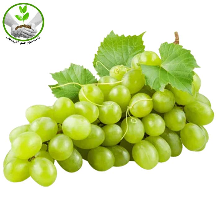 نهال انگور عسگری