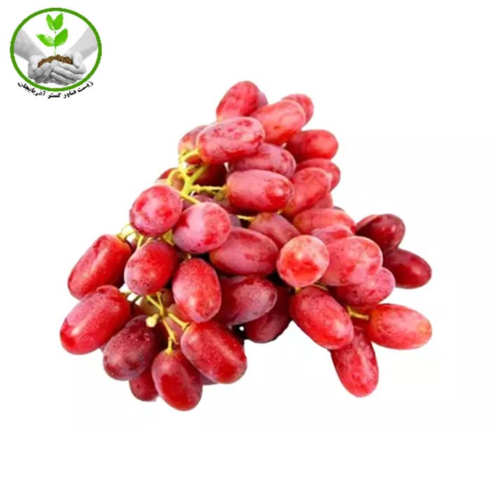 Crimson-Seedless-Grape-Seedlings نهال انگور کریمسون سیدلس بیدانه