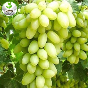 نهال انگور لعل حسینی