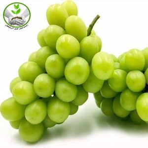 نهال انگور موسکات
