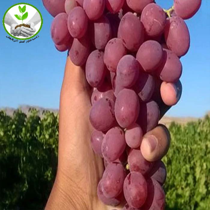 نهال انگور قزل اوزوم