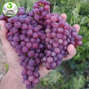 نهال انگور یاقوتی