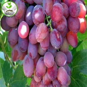 نهال انگور صاحبی