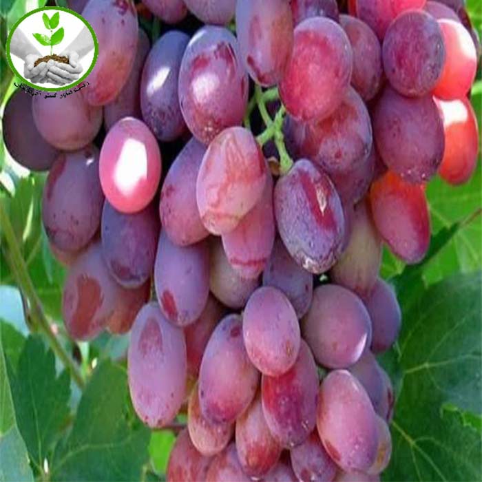 نهال انگور صاحبی