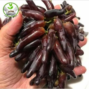 نهال انگور شمشیری