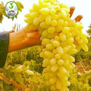 نهال انگور ریش بابا