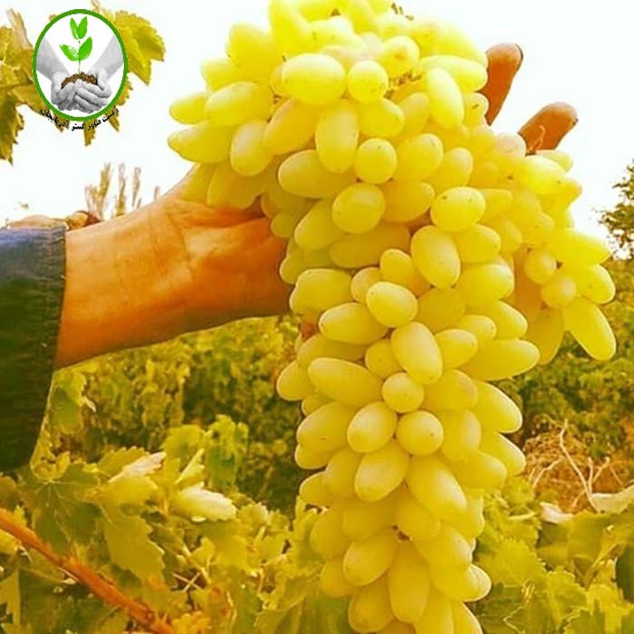 نهال انگور ریش بابا