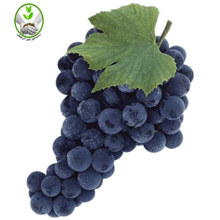 Champagne-grape-seedlings نهال انگور شامپاین شرابی