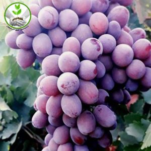 نهال انگور کندری