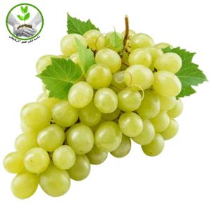 نهال انگور کاشمر