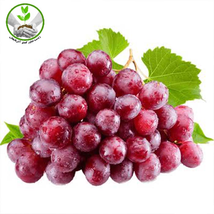 Red-Globe-grape-seedlings نهال انگور ردگلوب