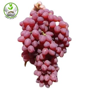 نهال انگور بیدانه قرمز
