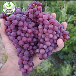 قیمت و خرید نهال انگور یاقوتی