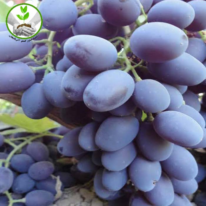 Shani-grape-seedlings نهال انگور شانی
