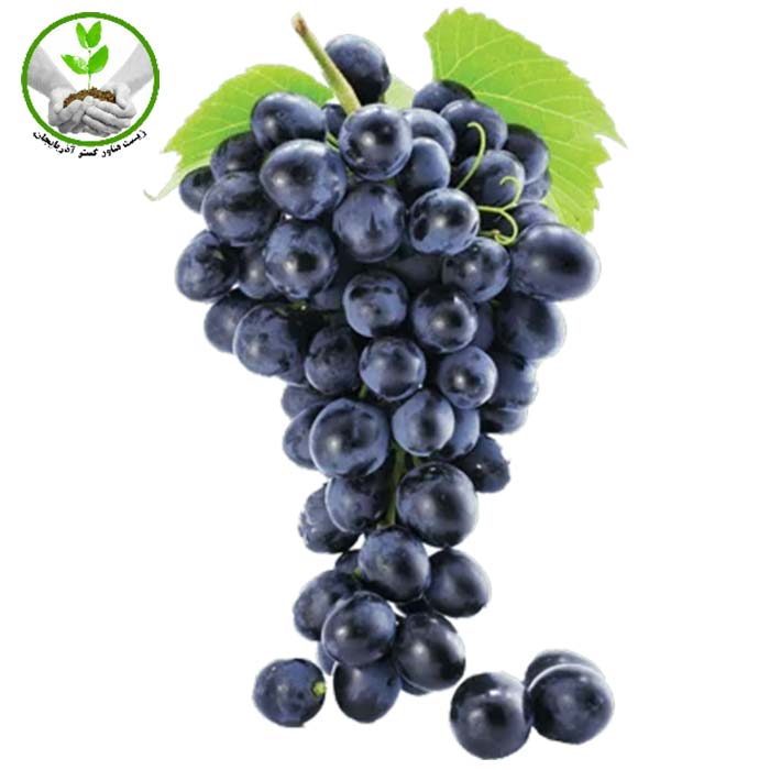 نهال انگور ترکمن 4